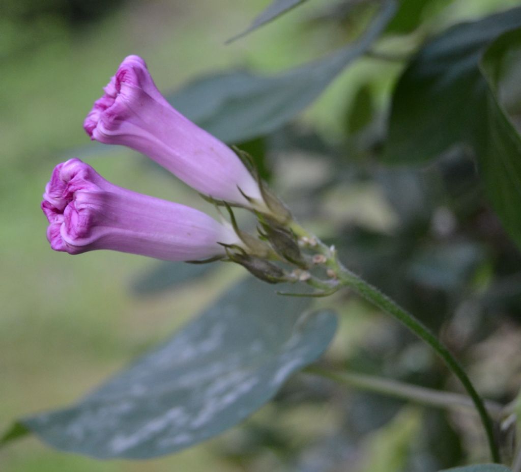 Ipomoea indica / Campanella perenne